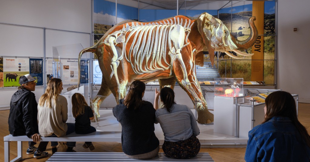 Guests viewing an anatomy exhibit at EcoTarium