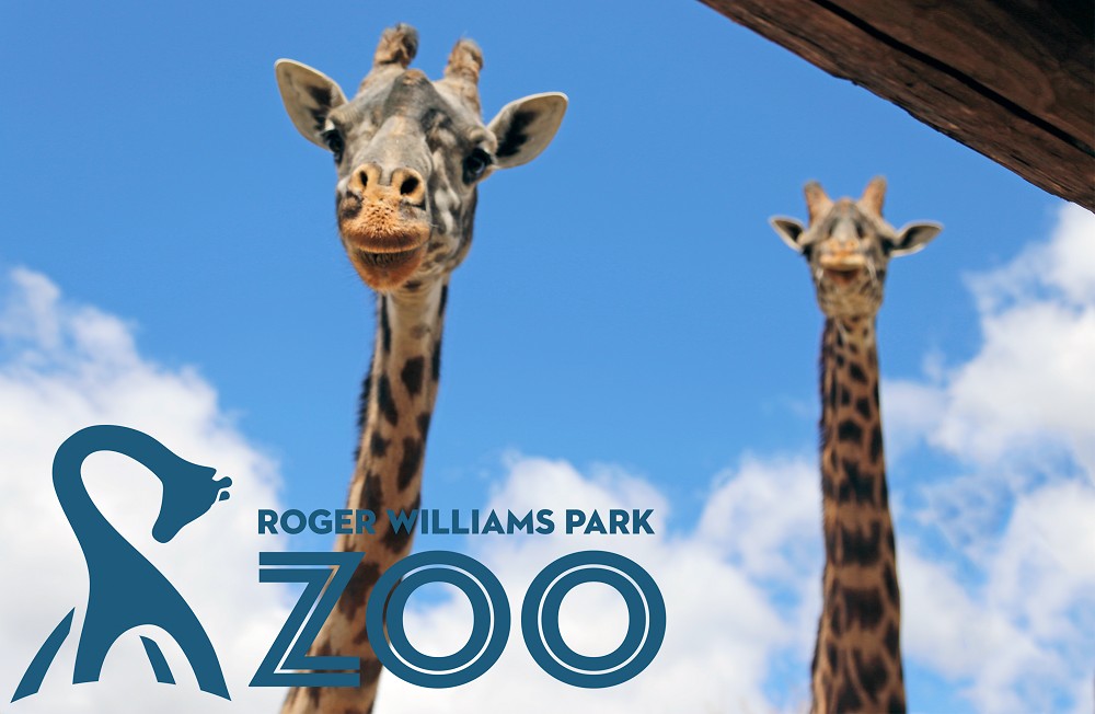 Giraffes at Roger Williams Park Zoo